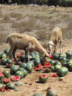 Melonen und Ziegen