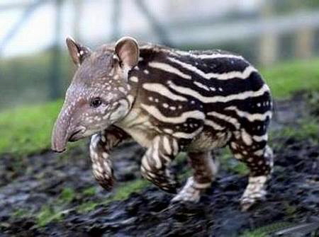 Nasenbaer