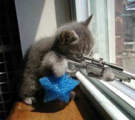Sniper-Katze