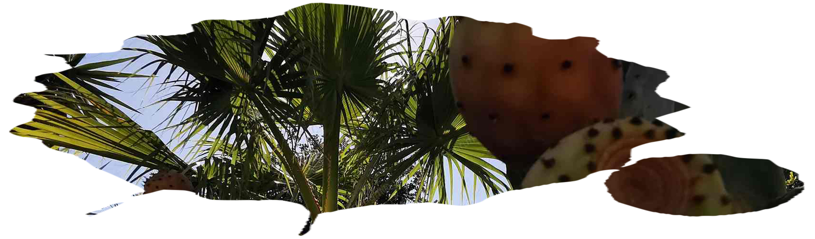 Kaktusfeigen auf Kos Kaktusfeigen auf Kos