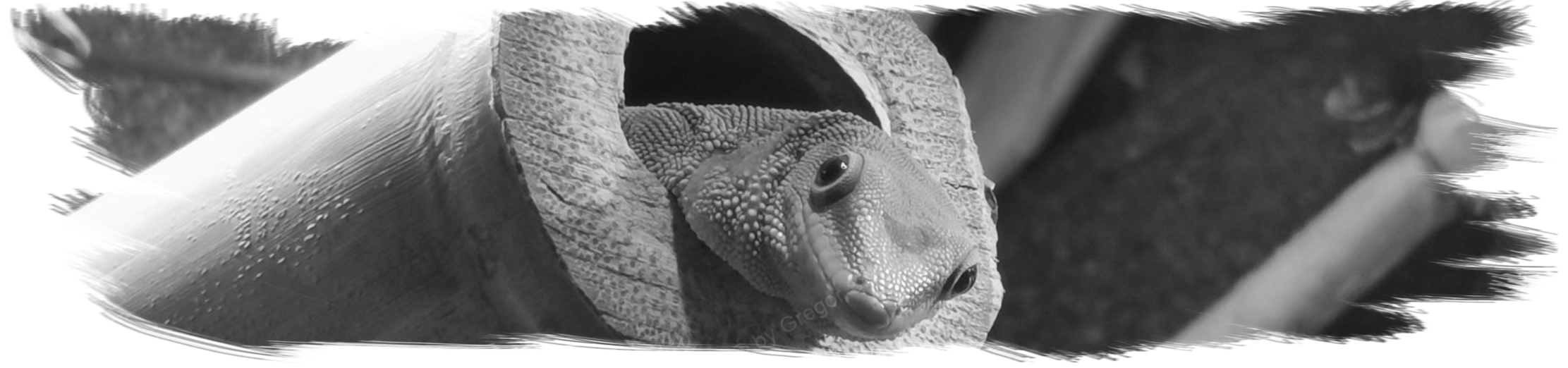Da guckt was aus der Röhre Da guckt was aus der Röhre